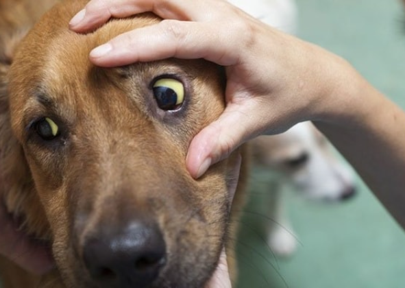 ROBERTO, SUA CACHORRADA E A LEPTOSPIROSE