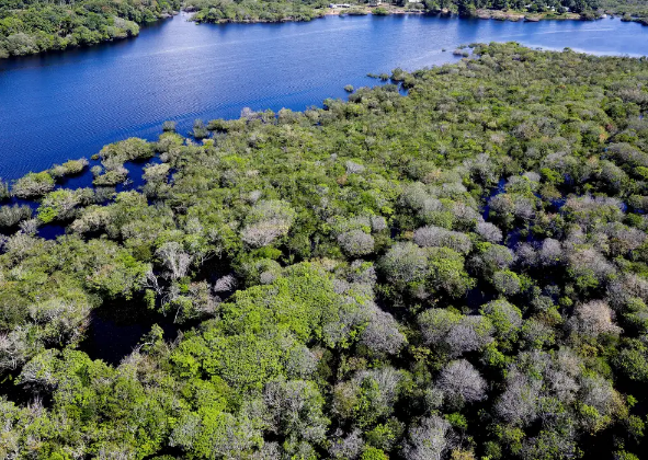 SAIBA COMO TÍTULOS VERDES POSSIBILITAM REFLORESTAMENTO NA AMAZÔNIA