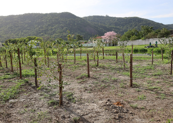 NITERÓI TERÁ O MAIOR POMAR URBANO DO BRASIL COM 11 QUILÔMETROS DE ÁRVORES FRUTÍFERAS