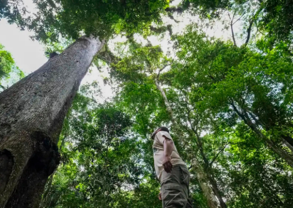 DIA NACIONAL DA MATA ATLÂNTICA: CONHEÇA DESTINOS SUSTENTÁVEIS EM UM DOS BIOMAS MAIS RICOS DO MUNDO