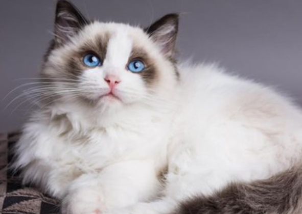 SEU ANTÔNIO, SUA GATINHA E A ESPOROTRICOSE