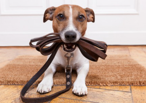COMO PREPARAR SEU PET PARA PASSEIOS TRANQUILOS