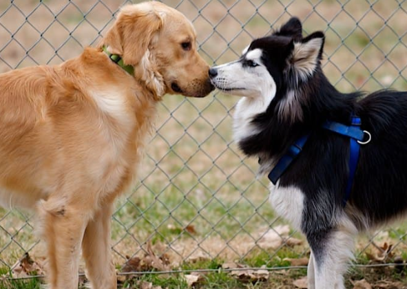 CÃES SE CHEIRAM